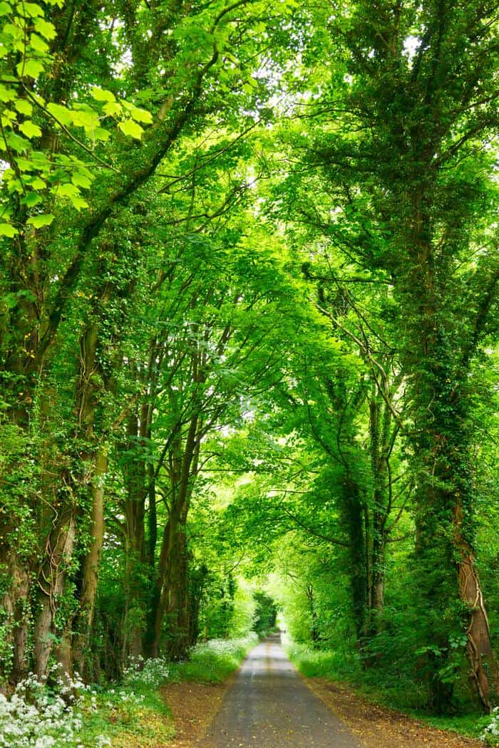 Green Candle Meaning - Lush Forest Path