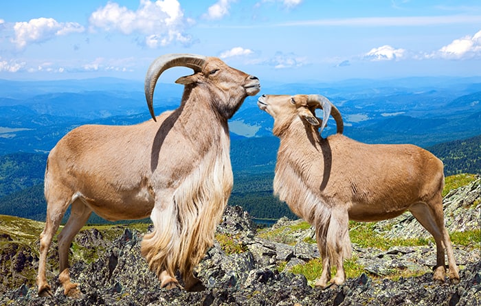 Capricorn Compatibility - Pair of Goats on Mountaintop