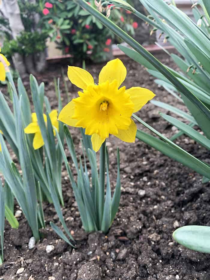Ostara - Daffodil