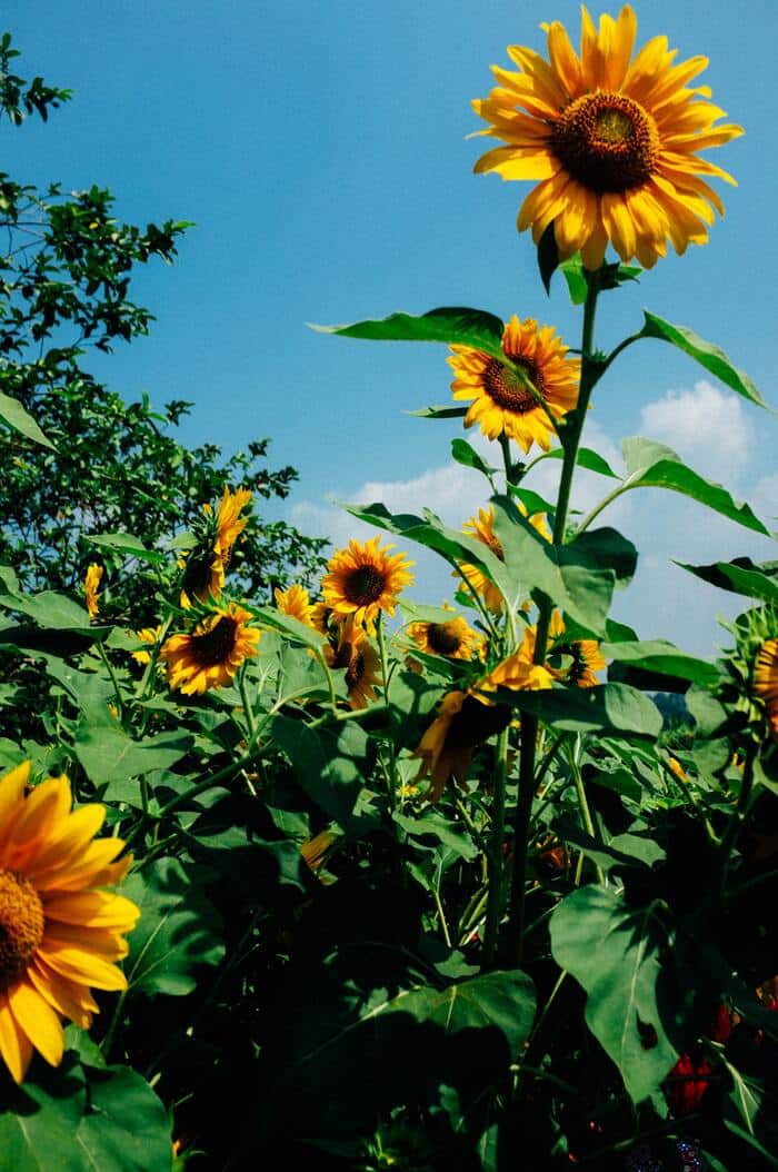Litha - Sunflowers