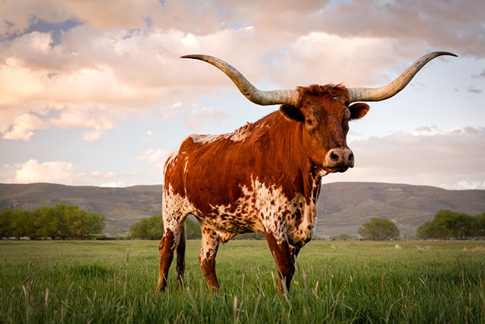 Taurus Symbol - Bull in Grass