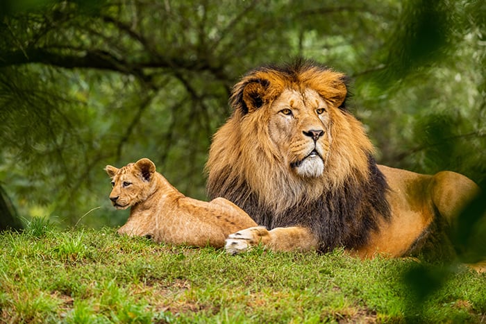 Leo Symbol - Lion