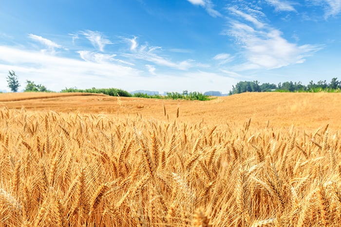 Lughnasadh - Wheat Field with Blue Sky