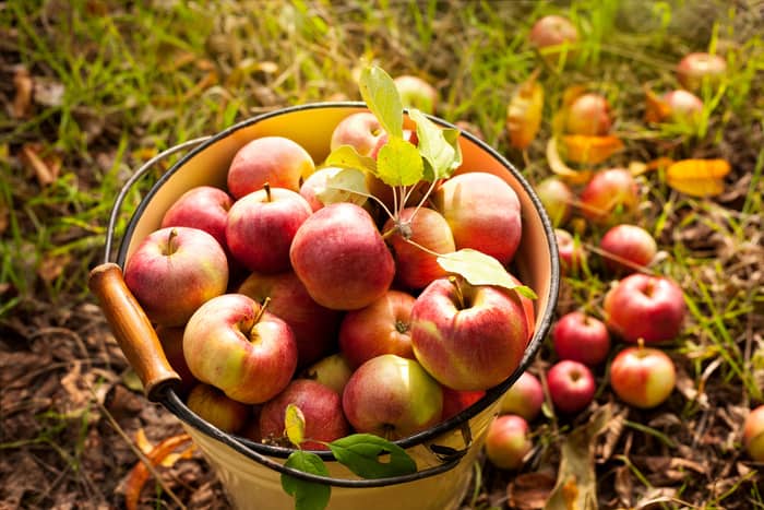 Mabon - Bushel of Apples