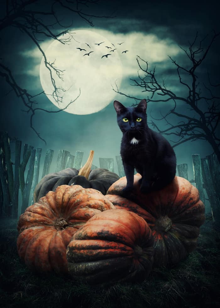 Samhain - Black Cat Pumpkin